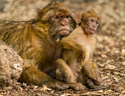 Macaques berbères près d