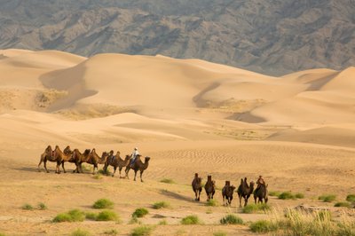 Caravane de chameaux de Bactriane dans le désert de Gobi Sud, Mongolie, 2013 - Ira Block