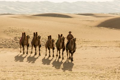 Caravane de chameaux de Bactriane dans le désert de Gobi méridional, Mongolie - Ira Block