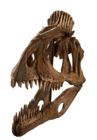 Moulage de Cryolophosaurus au Augustana College, Rock Island, Illinois - Ira Block