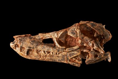Junggarsuchus sloani, un sphénosuchien de la période du Jurassique moyen - Ira Block