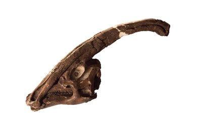 Parasaurolophus, un crâne et une crête originaux au Musée royal de l