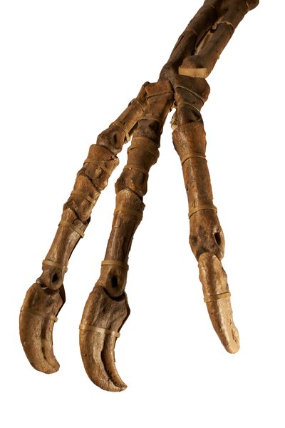 Le dinosaure mongol Deinocheirus, avec ses bras et griffes géants - Ira Block