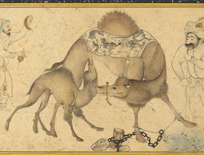 Une chamelle et son veau, Iran safavide - Iranian School