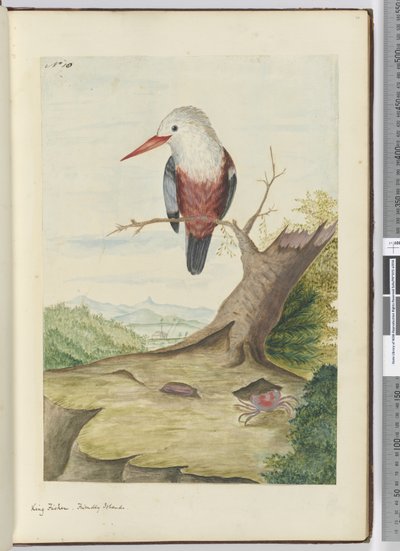 F.10 Martin-pêcheur. Îles Amicales, 1772-75 - Isaac Smith