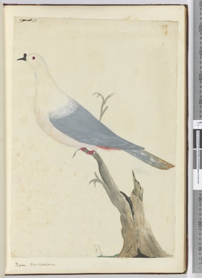 F.11 Pigeon. Nouvelle-Calédonie, 1772-75 - Isaac Smith
