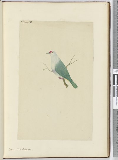 F.12 Colombe. Nouvelle-Calédonie, 1772-75 - Isaac Smith