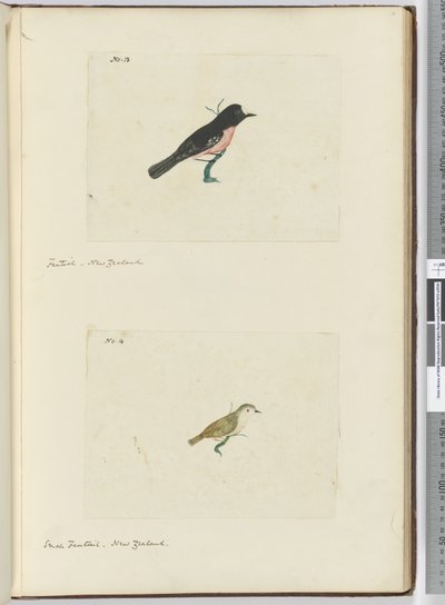 F.13 Éventail. Nouvelle-Zélande F.14 Petit éventail. Nouvelle-Zélande, 1772-75 - Isaac Smith