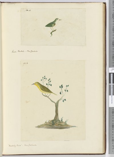 F.15 Petit éventail. Nouvelle-Zélande F.16 Oiseau moqueur. Nouvelle-Zélande, 1772-75 - Isaac Smith