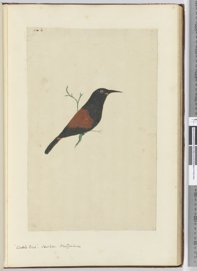F.18 Oiseau à wattles. Coucou. Nouvelle-Zélande, 1772-75 - Isaac Smith