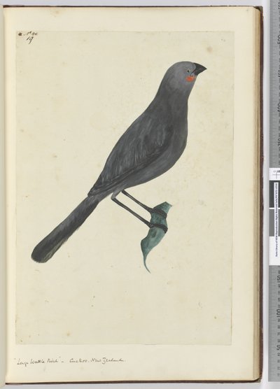 F.19 Grand oiseau à wattles, coucou. Nouvelle-Zélande, 1772-75 - Isaac Smith
