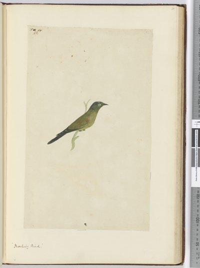 F.22 Oiseau moqueur, 1772-75 - Isaac Smith