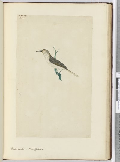 F.23 Petit coucou. Nouvelle-Zélande, 1772-75 - Isaac Smith