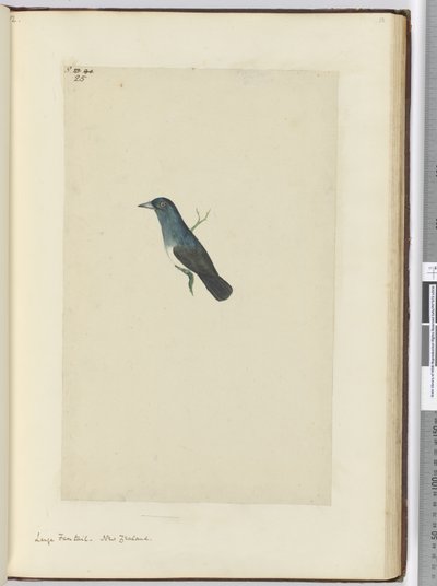 F.25 Grand éventail. Nouvelle-Zélande, 1772-75 - Isaac Smith