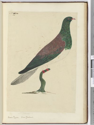 F.26 Pigeon ramier. Nouvelle-Zélande, 1772-75 - Isaac Smith