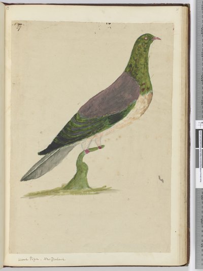F.27 Pigeon ramier. Nouvelle-Zélande, 1772-75 - Isaac Smith