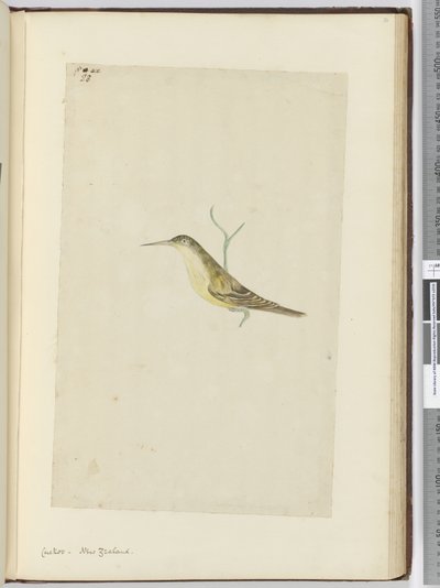 Coucou. Nouvelle-Zélande, 1772-75 - Isaac Smith
