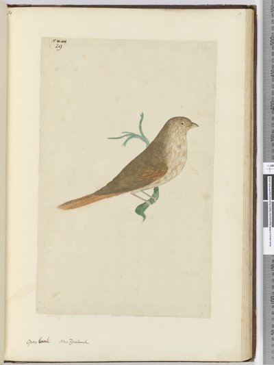 Gros-bec. Nouvelle-Zélande, 1772-75 - Isaac Smith