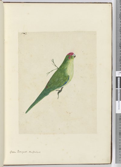 F.2 Perruche verte. Nouvelle-Zélande, 1772-75 - Isaac Smith