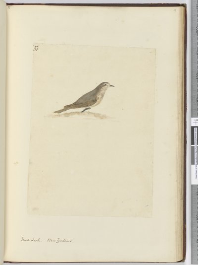 Alouette des sables. Nouvelle-Zélande, 1772-75 - Isaac Smith