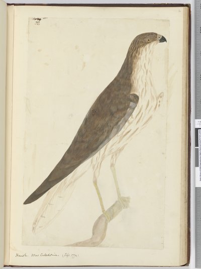 Faucon. Nouvelle-Calédonie. (Sept. 1774), 1772-75 - Isaac Smith