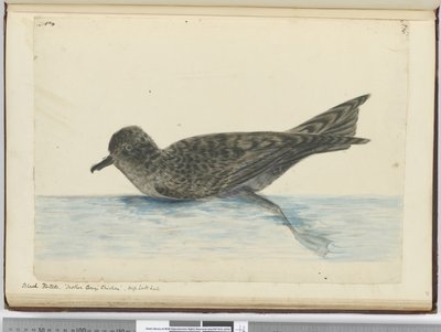 Pintado noir. Poulet de Mère Carey. Haute latitude sud, 1772-75 - Isaac Smith