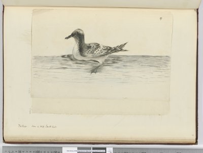 Pintado. Vu en haute latitude sud, 1772-75 - Isaac Smith
