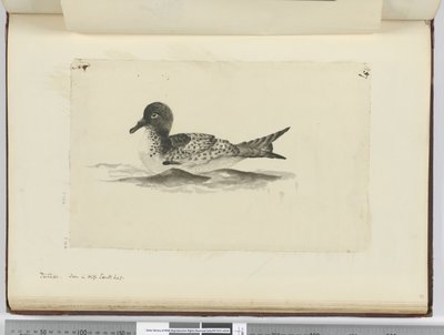 Pintado. Vu en haute latitude sud, 1772-75 - Isaac Smith