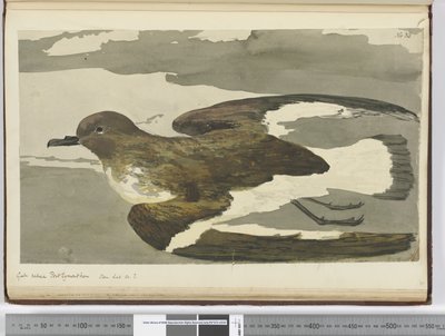 Goéland appelé poule de Port Egmont. Vu en lat. 50 S., 1772-75 - Isaac Smith