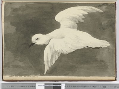 Pétrel blanc antarctique. Vu en lat. 60 à lat. 71 S., 1772-75 - Isaac Smith