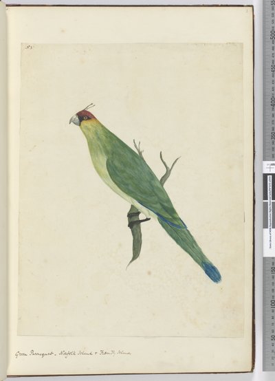 F.3 Perruche verte. Île Norfolk et Îles Amicales, 1772-75 - Isaac Smith