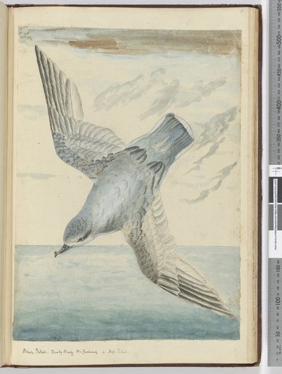 Pétrel bleu. Baie Sombre Nouvelle-Zélande. En haute latitude sud, 1772-75 - Isaac Smith