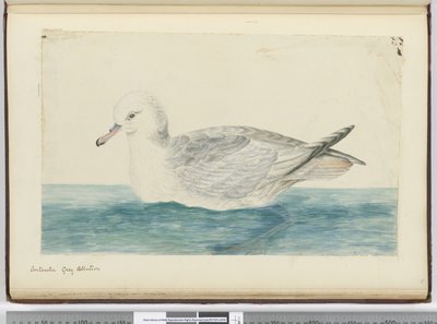 Albatros gris antarctique, 1772-75 - Isaac Smith