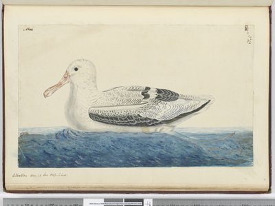 Albatros. Vu en mer haute latitude sud, 1772-75 - Isaac Smith