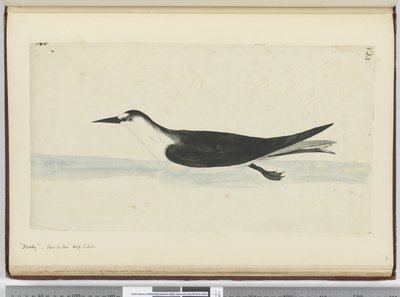 Noddy. Vu en mer haute latitude sud, 1772-75 - Isaac Smith