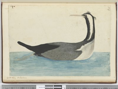 Cormoran huppé. Nouvelle-Zélande, 1772-75 - Isaac Smith