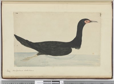 Cormoran. Nouvelle-Zélande et Île des États, 1772-75 - Isaac Smith