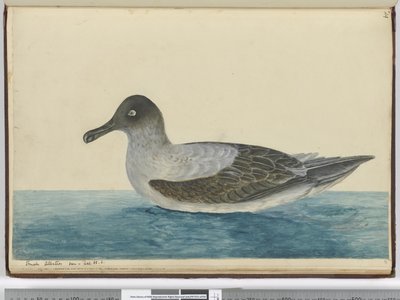 Petit albatros vu en lat. 65 S., 1772-75 - Isaac Smith