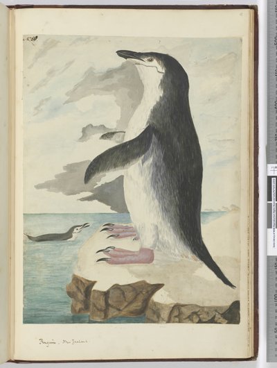 Pingouin. Nouvelle-Zélande, 1772-75 - Isaac Smith
