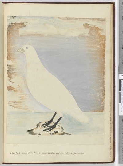 Un nouvel oiseau vu sur l