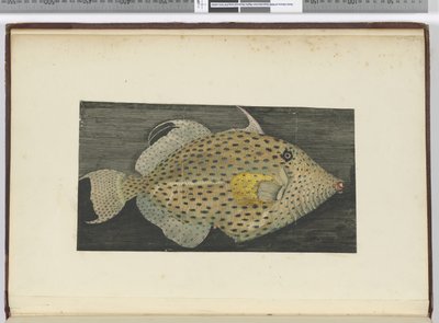 Un poisson appelé Vieille de S. Jago, 1772-75 - Isaac Smith