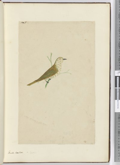F.5 Petit coucou. Nouvelle-Zélande, 1772-75 - Isaac Smith