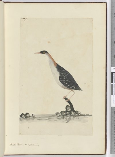 F.7 Petit pluvier. Nouvelle-Zélande, 1772-75 - Isaac Smith