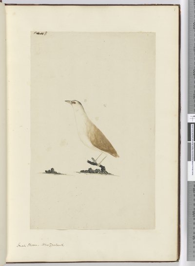 F.8 Petit pluvier. Nouvelle-Zélande, 1772-75 - Isaac Smith