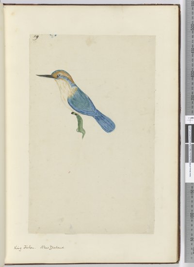 F.9 Martin-pêcheur. Nouvelle-Zélande, 1772-75 - Isaac Smith