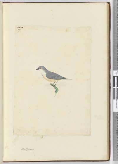 f.17 Oiseau non identifié de Nouvelle-Zélande, 1772-75 - Isaac Smith