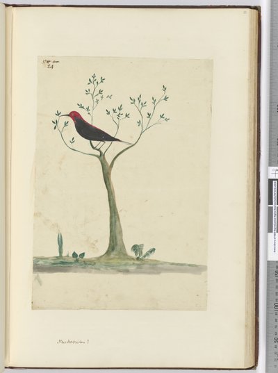 f.24 Nouvelles-Hébrides ?, 1772-75 - Isaac Smith