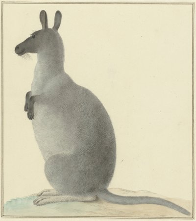 Kangourou - Isaac van Haastert