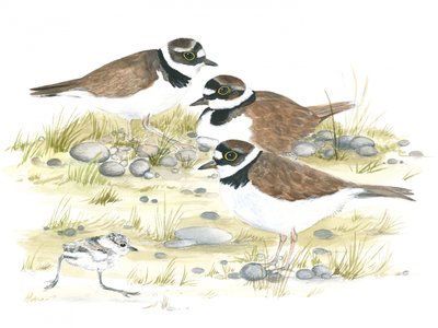 Pluviers - Isabelle Brent