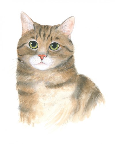 Chaton Plato - Isabelle Brent